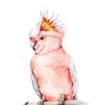 御器所店のインコ（加藤）